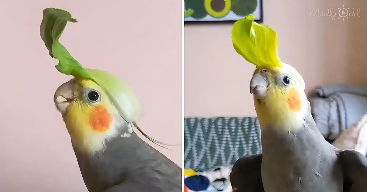 A cockatiel with a leaf perched on its head, looking around curiously.