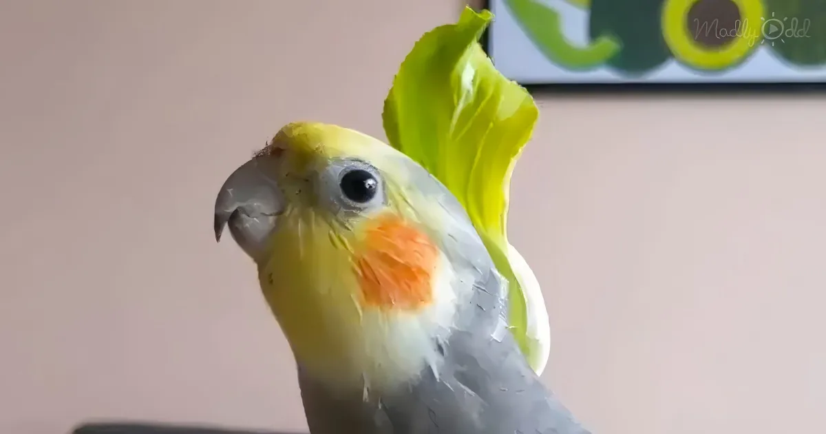 A colorful cockatiel with yellow, gray, and orange feathers perches indoors, looking slightly to the left.