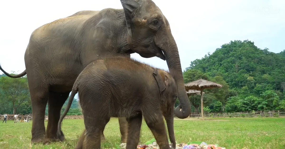 Elephant and her baby