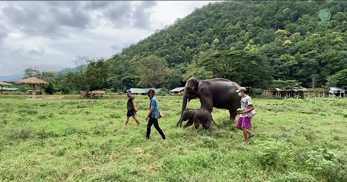 Mother Elephant and Her Baby Eagerly Run to Freedom