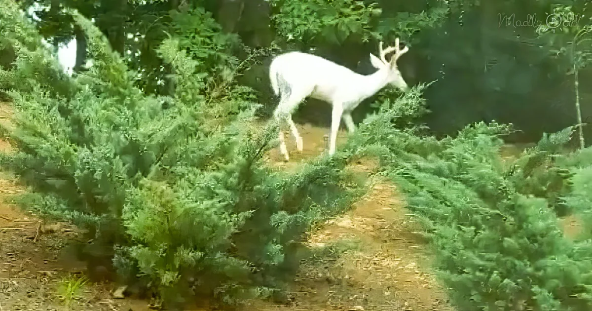 A white deer with antlers stands amidst dense green shrubs in a forested area.