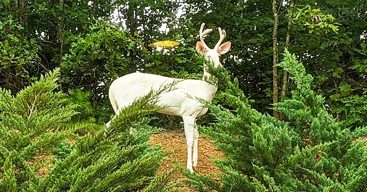 A white deer with antlers stands amidst green shrubs and trees in a forest setting.