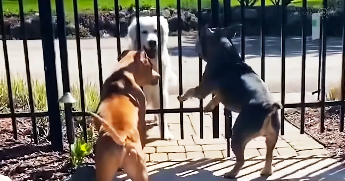14-Year-Old Golden Retriever Sneaks out Every Morning to Surprise Next-Door Neighbor.