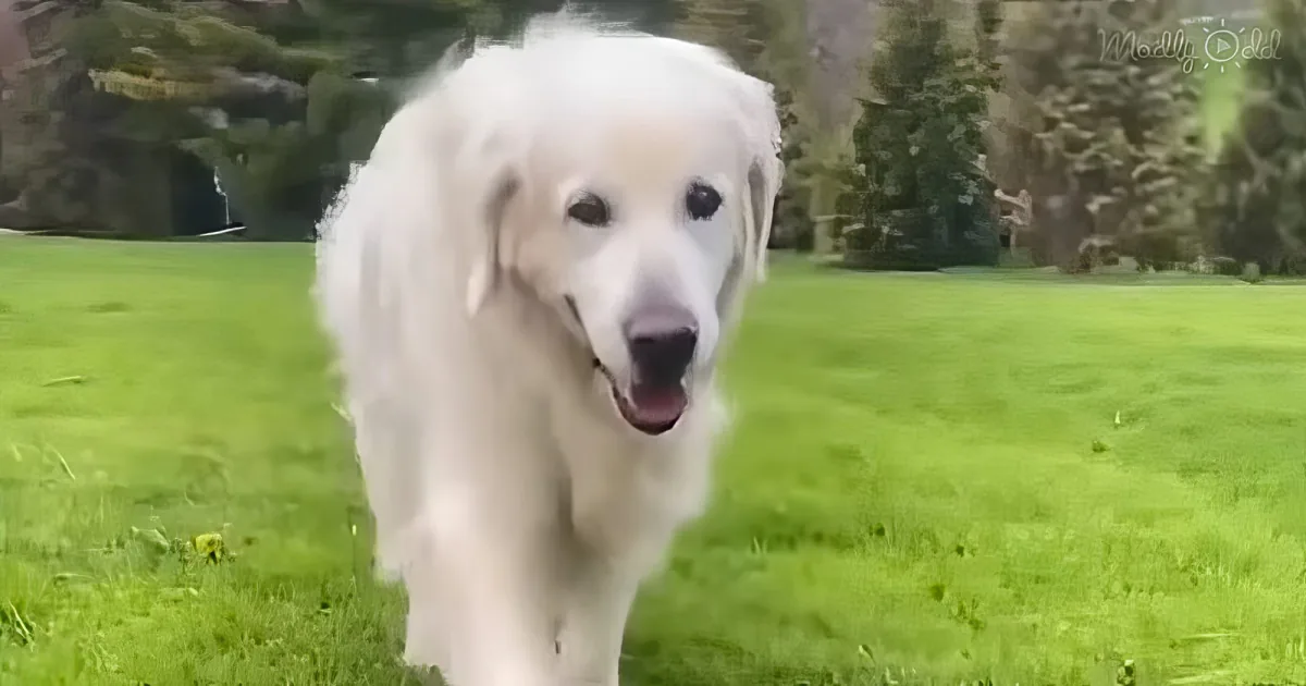 A white dog with a fluffy coat stands on a grassy field, looking directly at the camera.