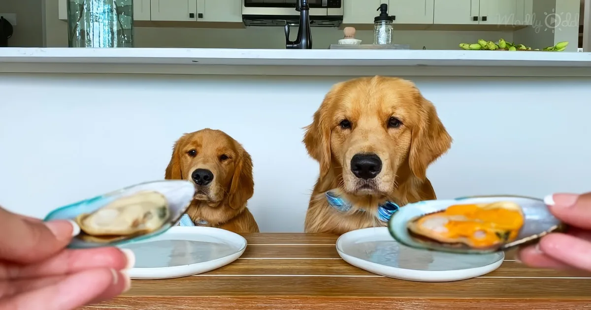 Tucker and Homer