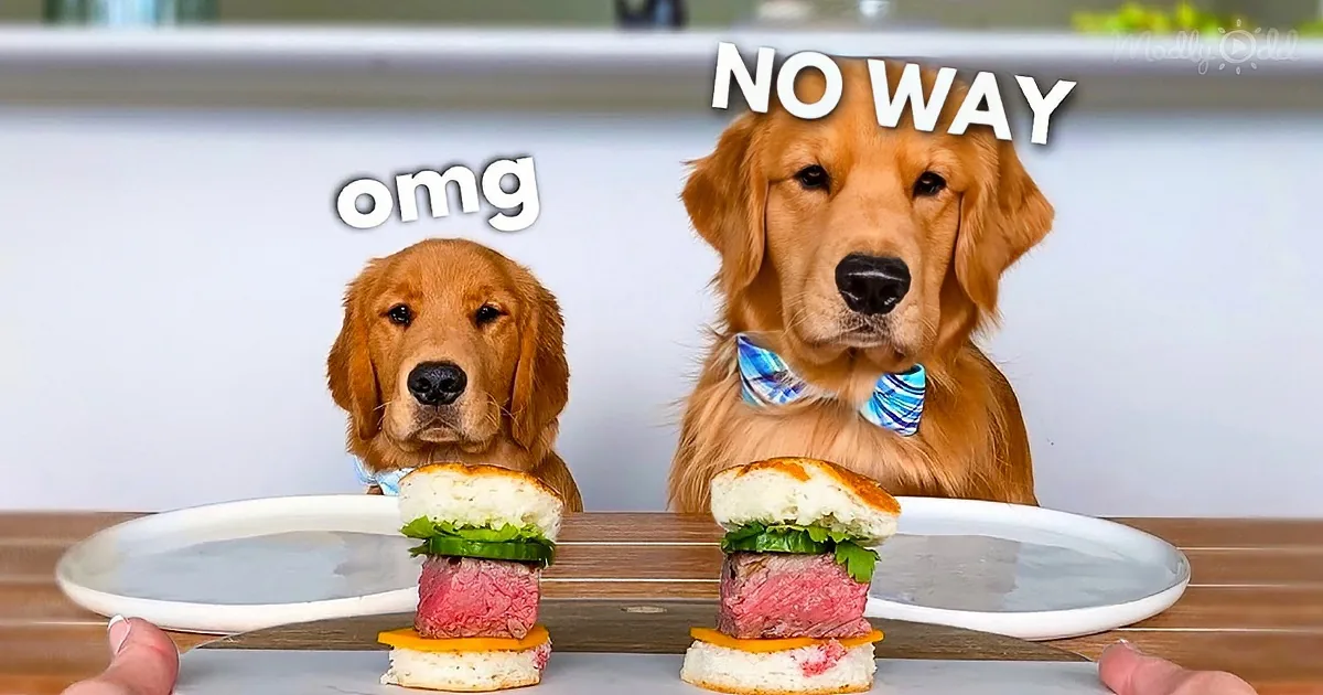 Dog and His Little Brother Review the Best and Worst Dog Food.