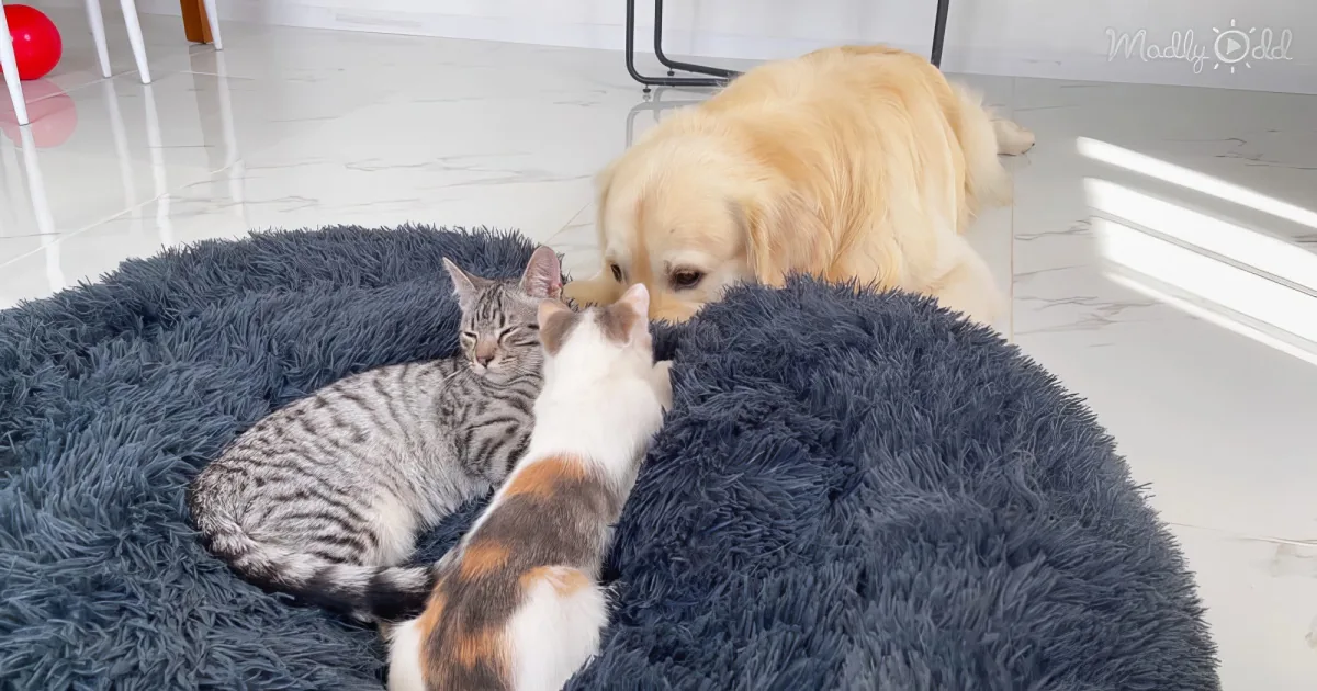 Golden Retriever and kittens