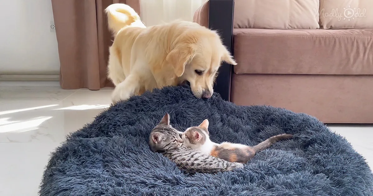 Golden Retriever Is ''Flabbergasted'' to Find Kittens Occupying His Bed!
