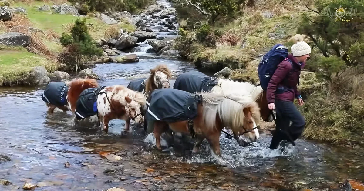 Mini ponies - morning walk