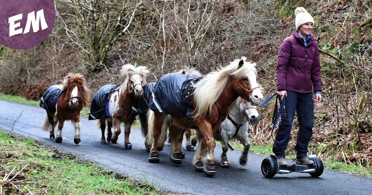 A woman rides a hoverboard, leading four ponies with blankets on a forest path.