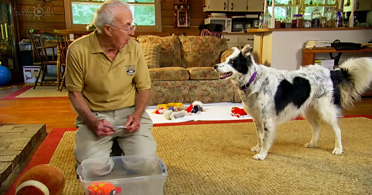 An elderly man in a yellow shirt interacts with a black-and-white dog in a cozy living room filled with toys.