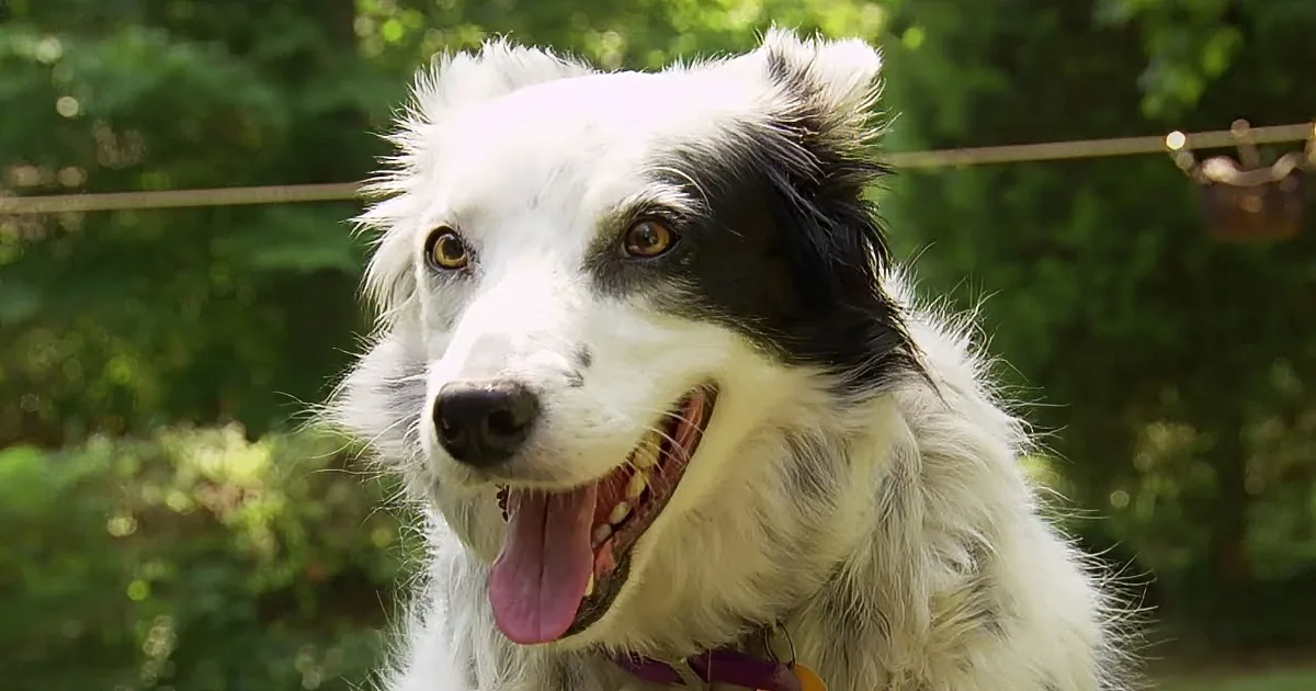 Border Collie Has Managed to Learn an Astonishing 1,022 Words