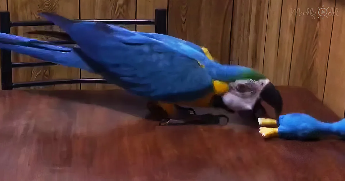 Blue Macaw Parrot