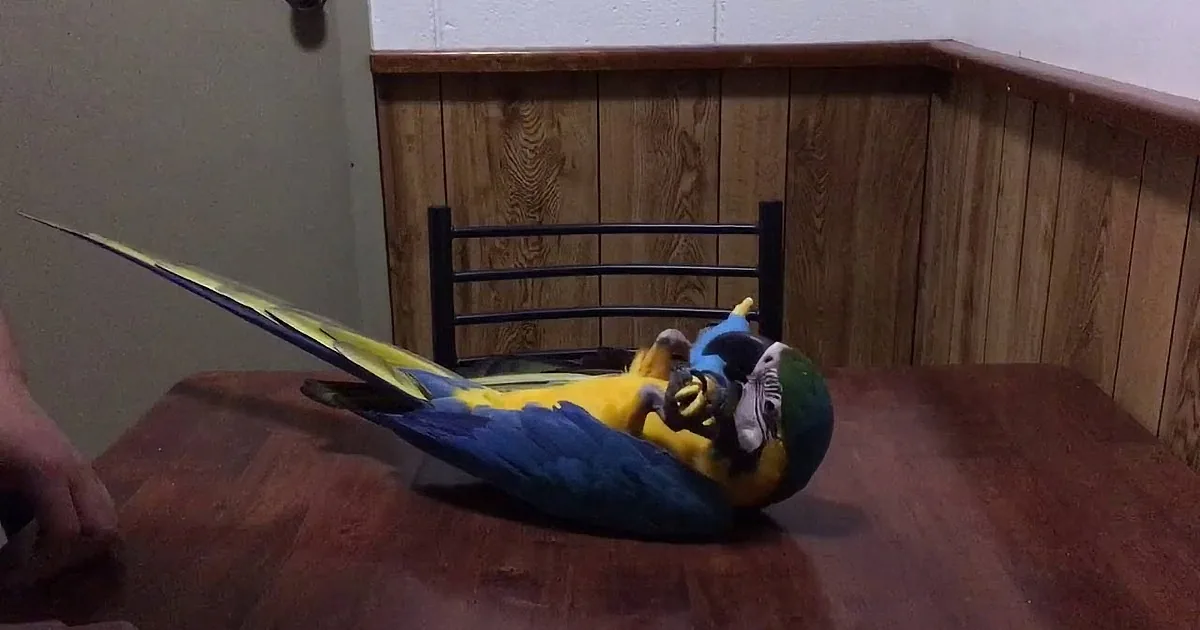 Beautiful Blue MacAw Parrot Goes Cuckoo for Dog Toy That Looks Like Him