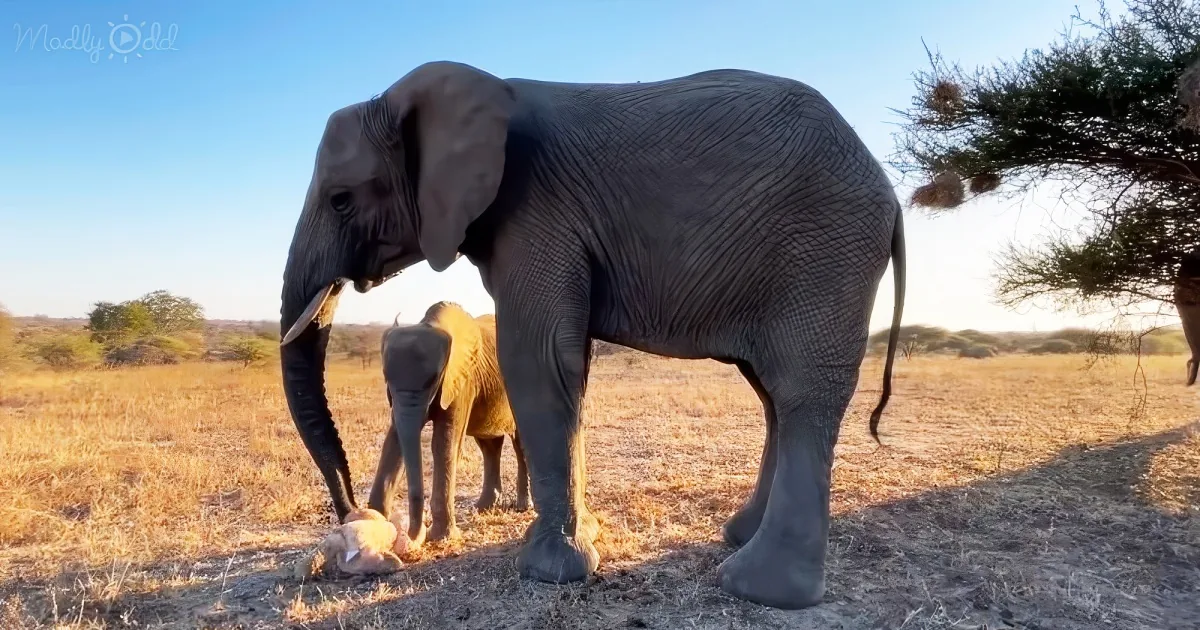 A large elephant stands in a dry savanna, its trunk lowered, with a smaller elephant in the background.