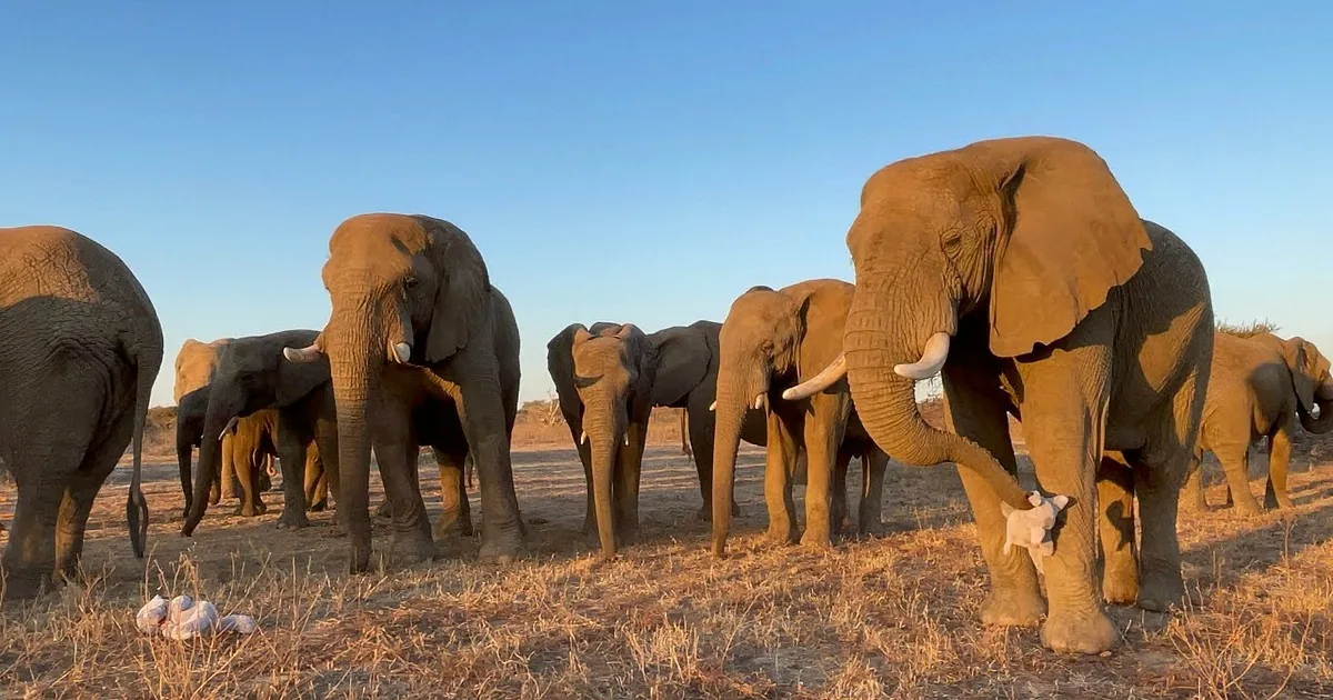 Touching Moment Orphaned Elephants Get Their Own Teddy Bears