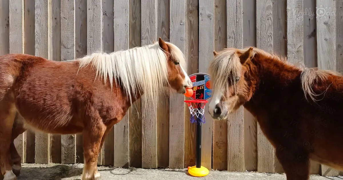 Pony couple named Albert and Ernie