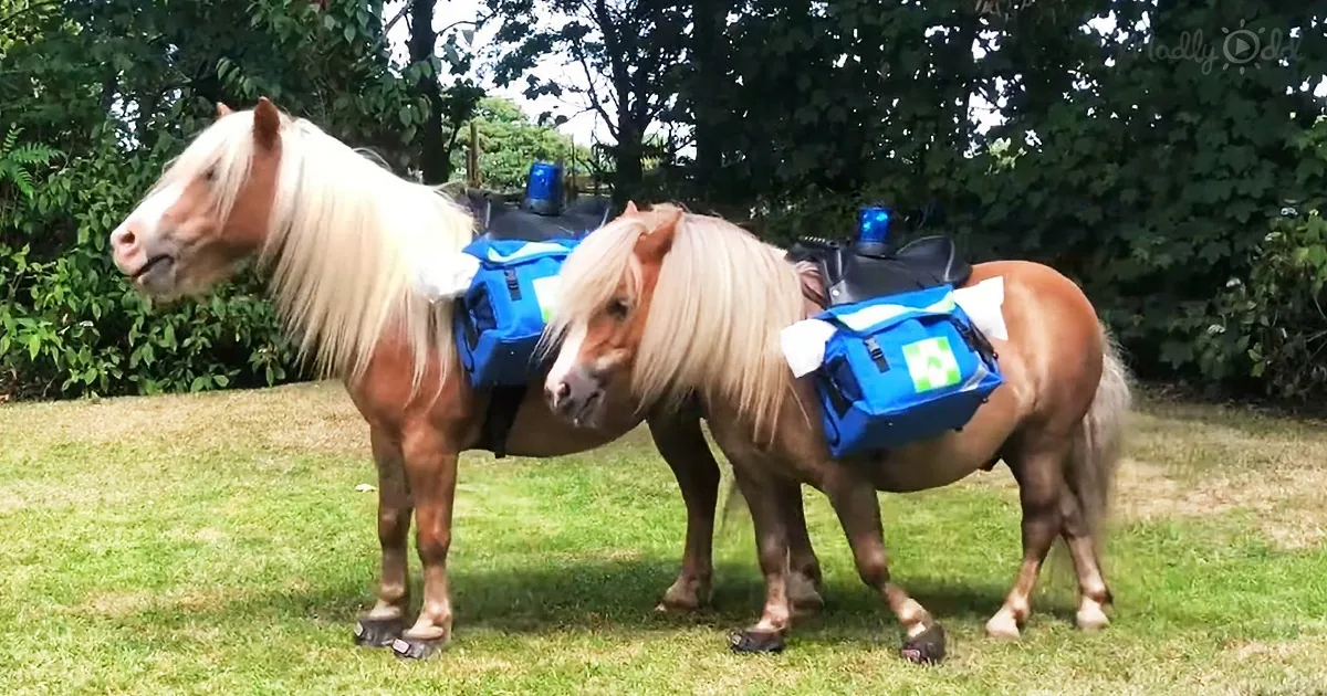 A Day in the Life of an Adorable Pony Couple Named Albert and Ernie