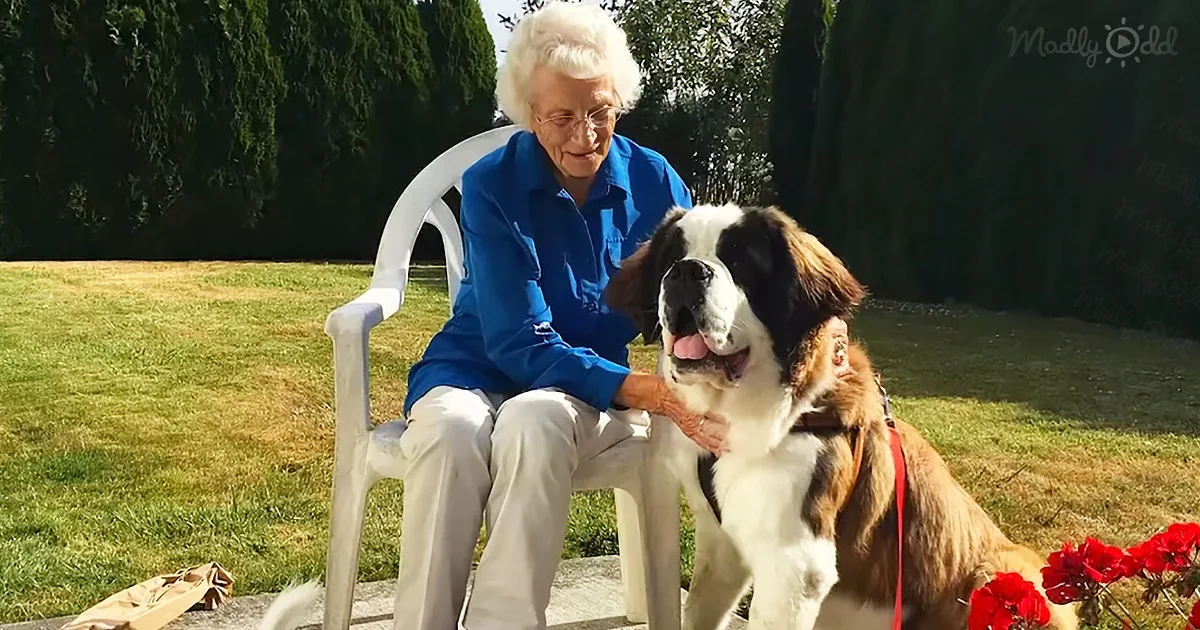 A Lonely Widow Finds Happiness Once More With a Big Saint Bernard Dog