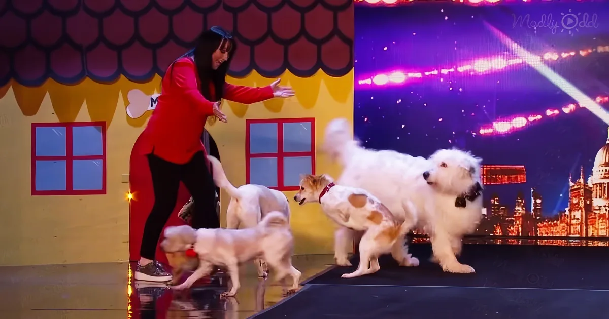 dog magic act on AGT
