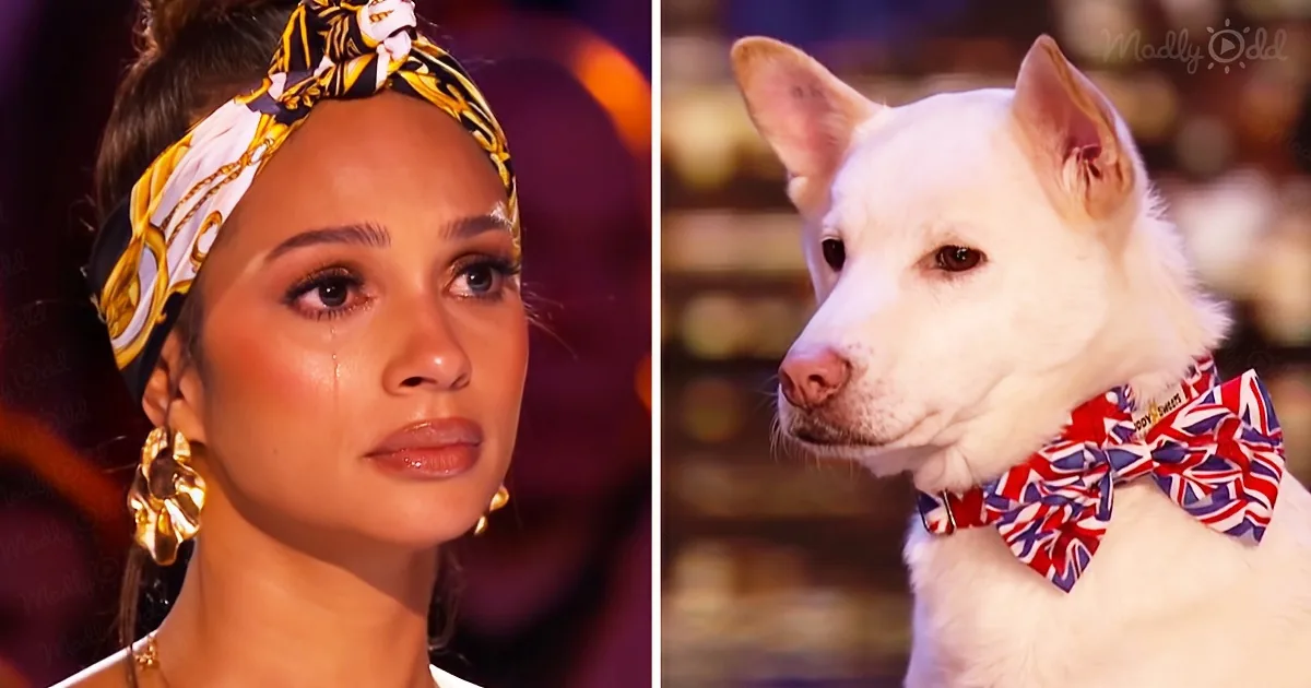 ''Got Talent' Judges Cry Over Dog Magic Act After Learning About the Dog's Tragic Past'