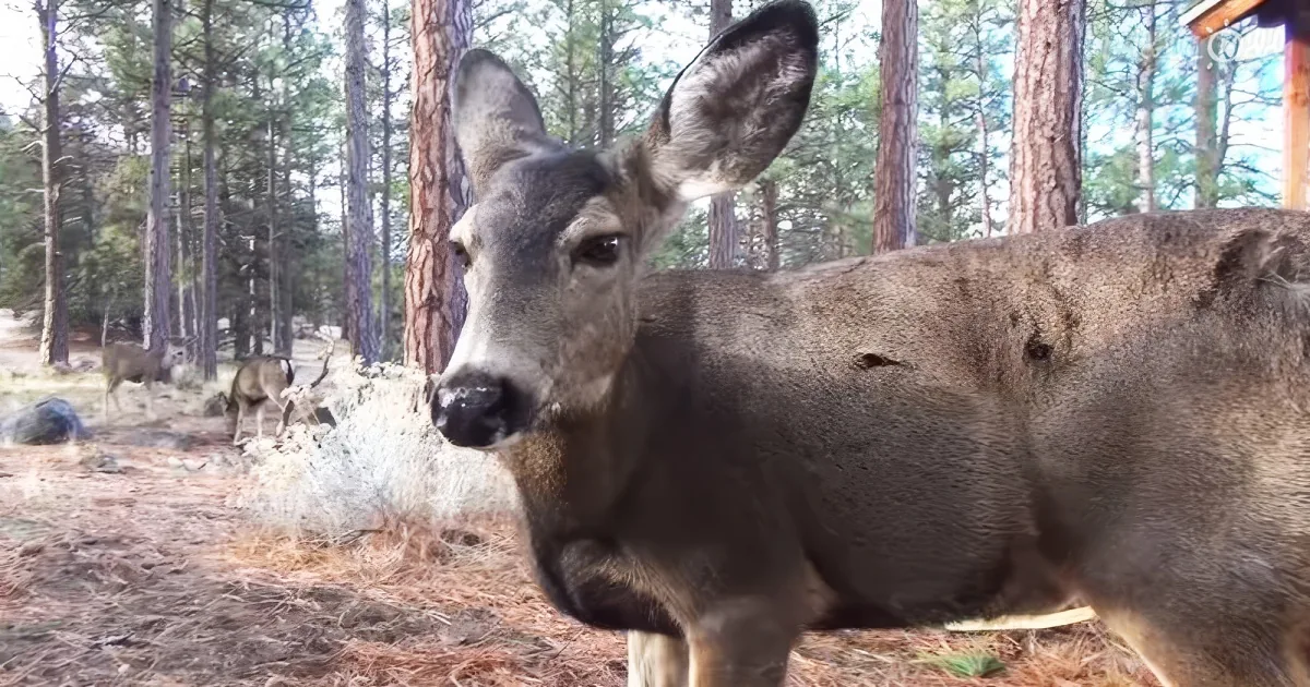 A close-up of a deer with large ears and a dark face, standing in a forested area with other deer in the background.