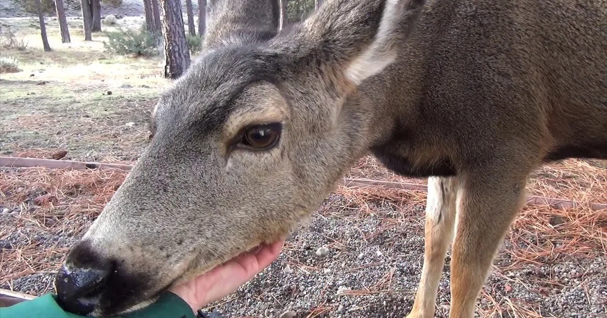 Man Goes Outside to Work on His Yard and Returns With a Deer Friend