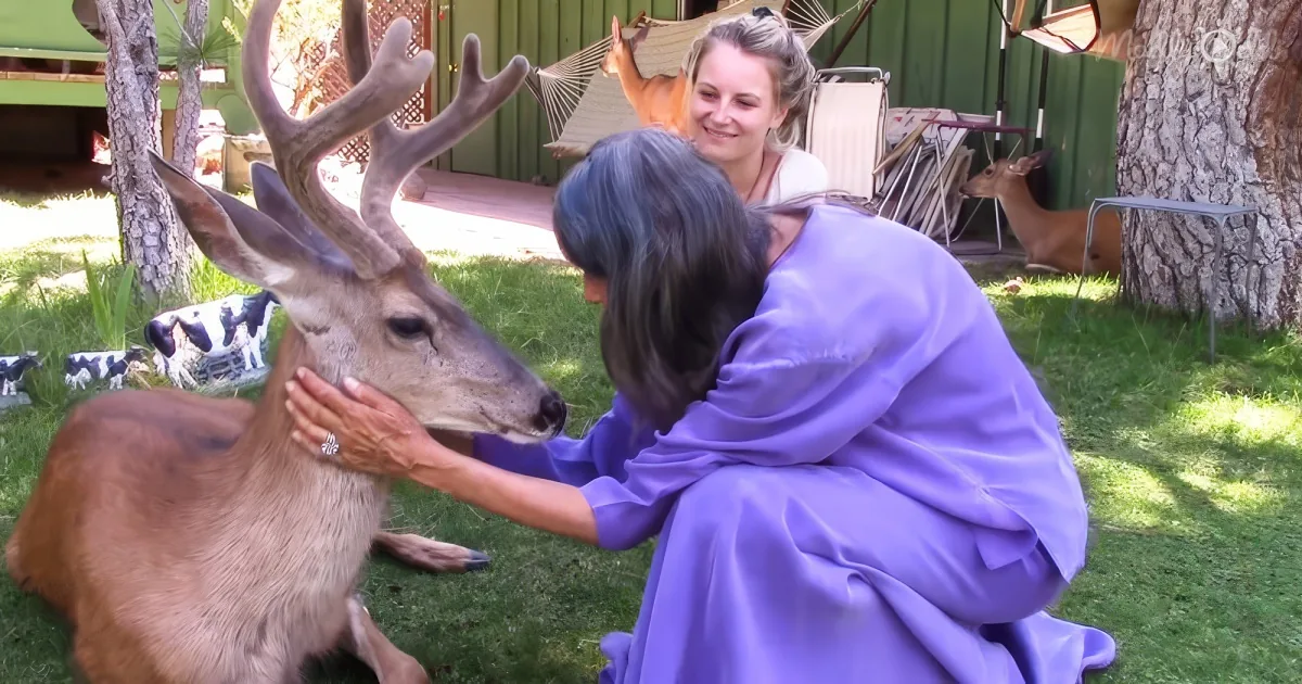 A woman in purple pets a deer in a grassy yard with other animals and trees in the background.