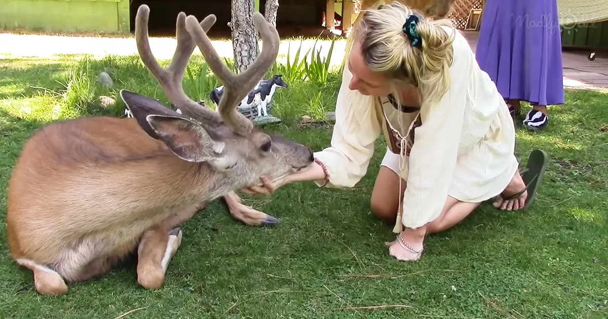 Gentle Wild Deer Enjoys Tender Human Massages