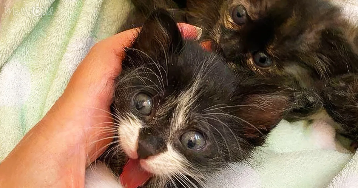 Two adorable kittens with striking blue eyes are being gently held, showcasing their fluffy fur and curious expressions.