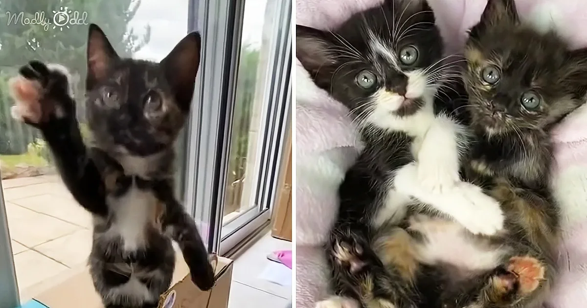 Crying Kitten Leads Family to Find His Siblings in Bag; Then Their Lives Turn Around