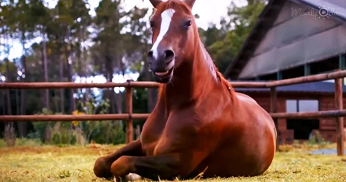 Horses Rolling on the Floor With Laughter as Man Tries to Park His Trailer