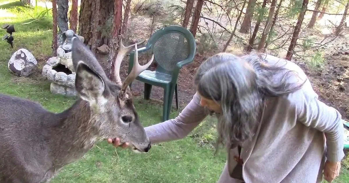 A Friendly Wild Deer Buck Named Yoda Enjoys Neck Rubs