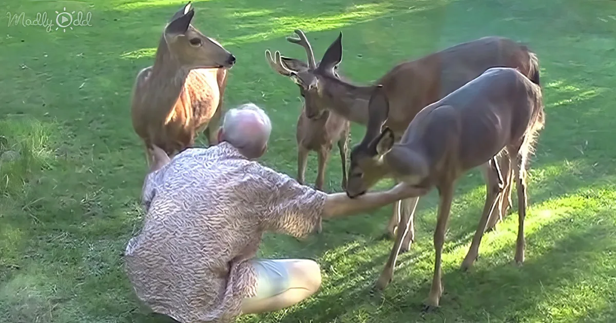 wild deer buck named Yoda