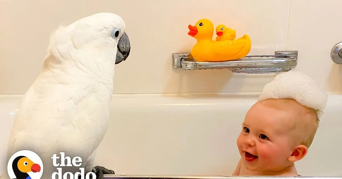 'Supermom' Cockatoo Is the Perfect Parent for Baby Boy