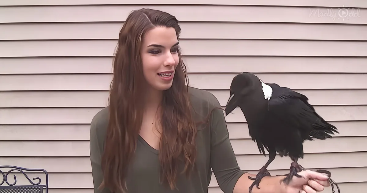 Mischief the talking raven