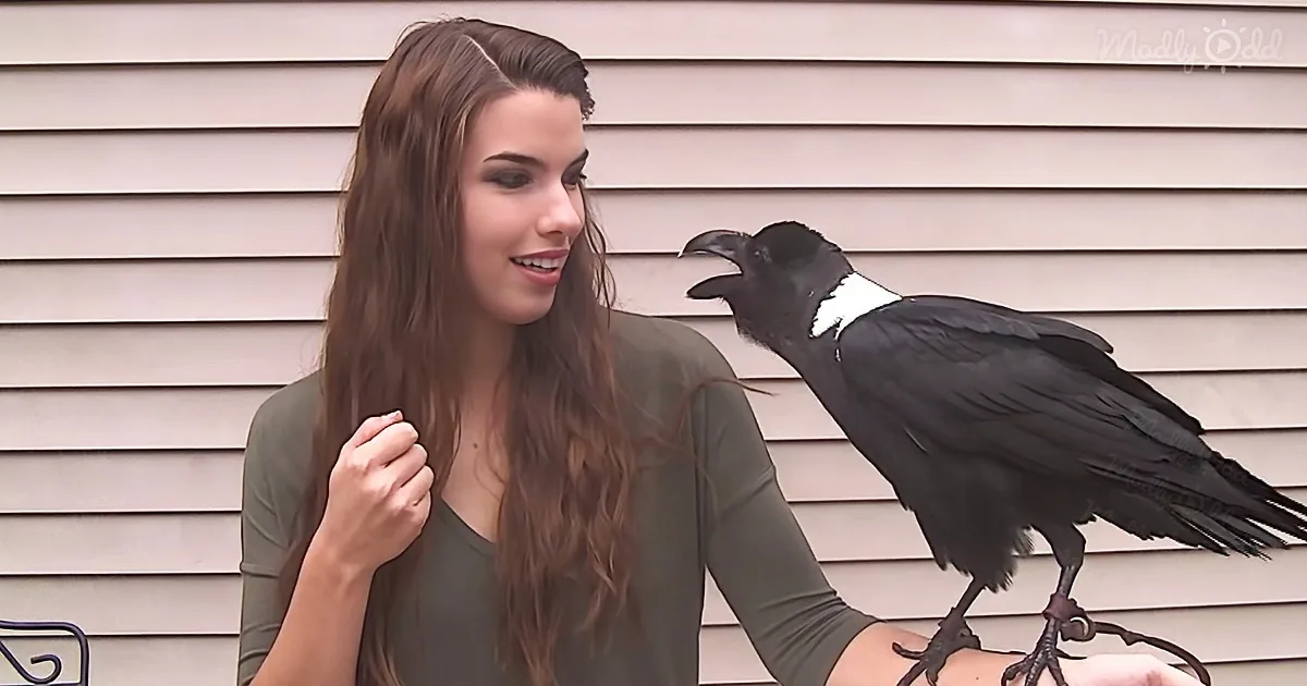 Ravens Are Not Just Smart; They're Huge, as Big as a Hawk - and This One Can Talk!