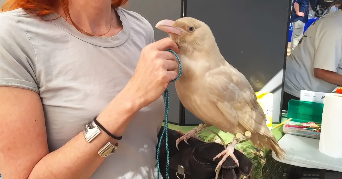 White raven "Pearl Talon"
