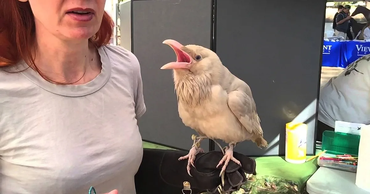 A woman with red hair feeds a white bird under a tent at an outdoor event.