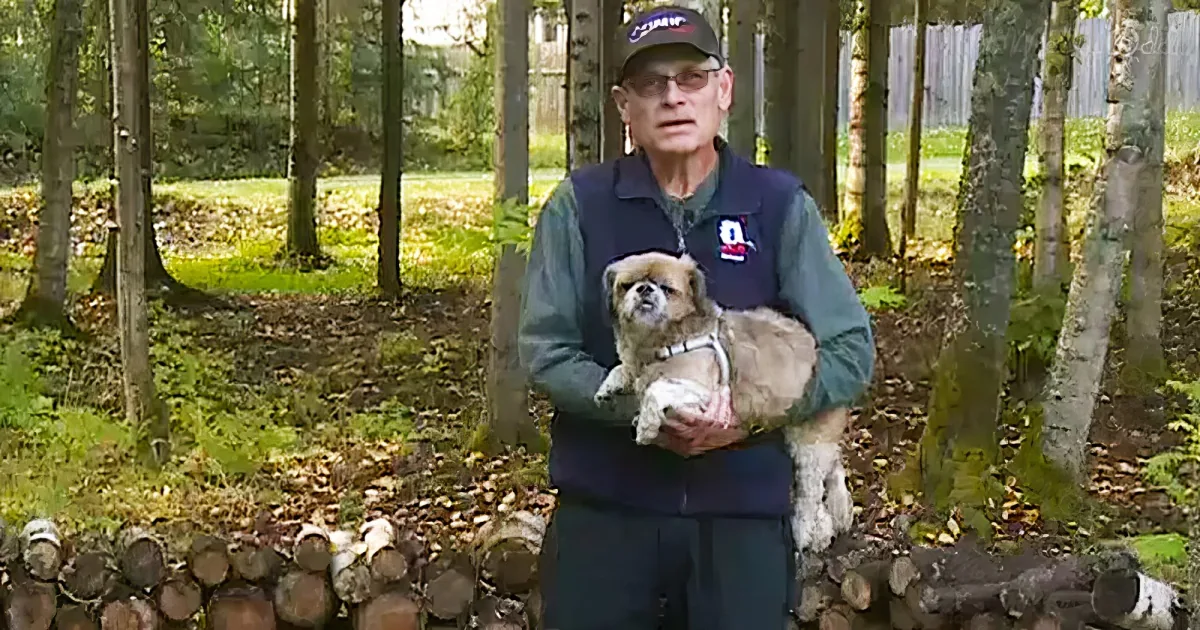 Senior and his little Shi Tzu