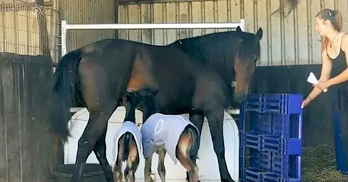 A dark brown horse stands with a foal nursing, both wearing protective gear, in a stable setting.