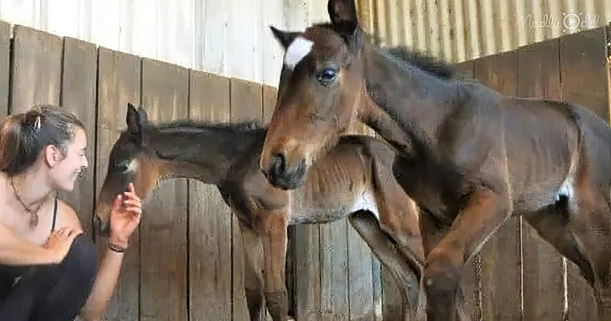 A horse and its foal stand close together in a stable, with a person interacting nearby.