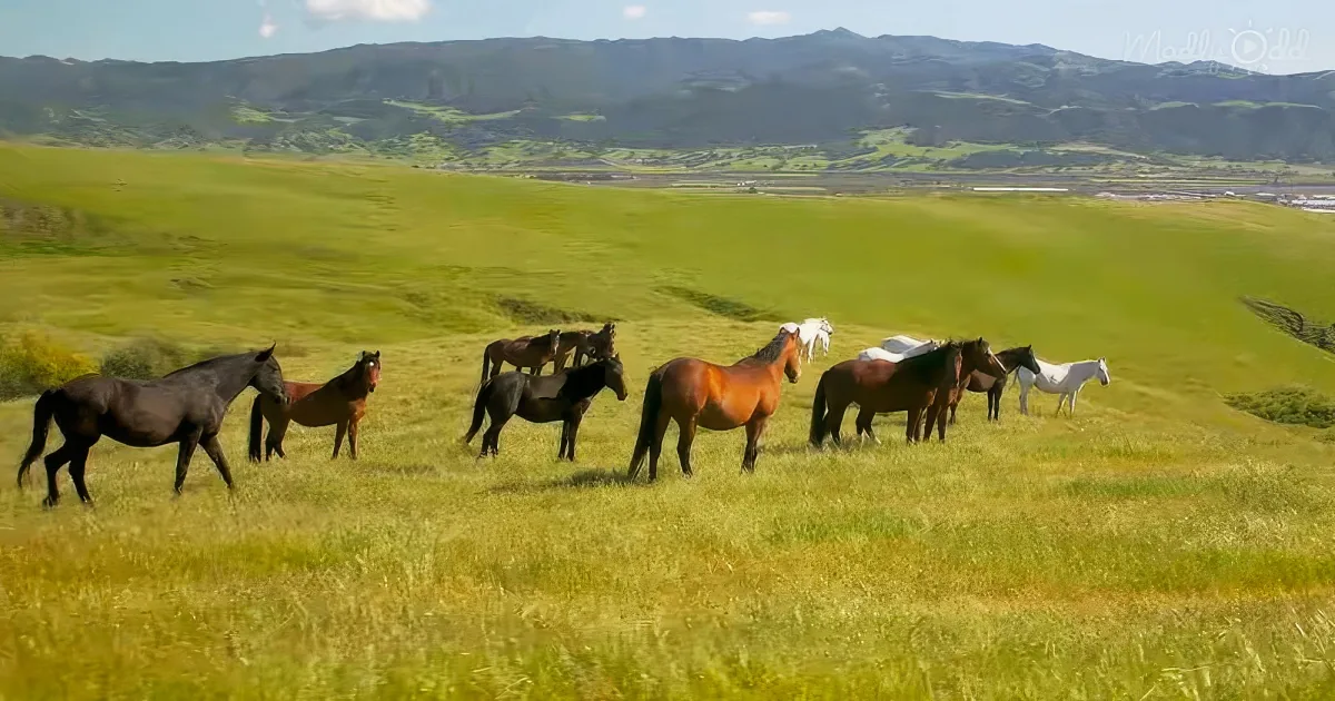 A herd of horses grazes in a lush green field with rolling hills and mountains in the background.