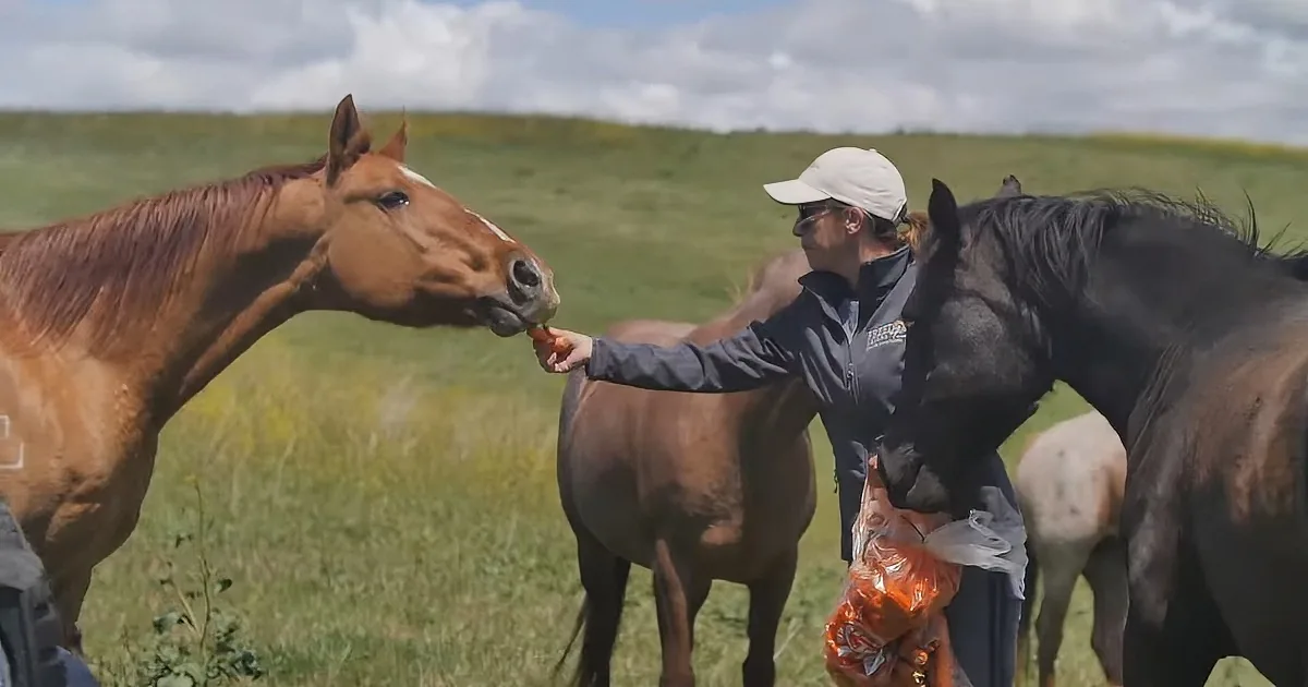 A person feeds a carrot to a brown horse in a grassy field, with other horses and a cloudy sky in the background.