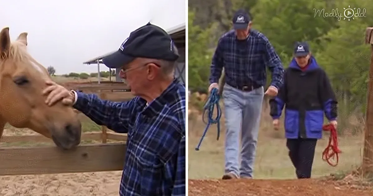 An older man in a plaid shirt pets a horse while another person walks nearby holding reins.