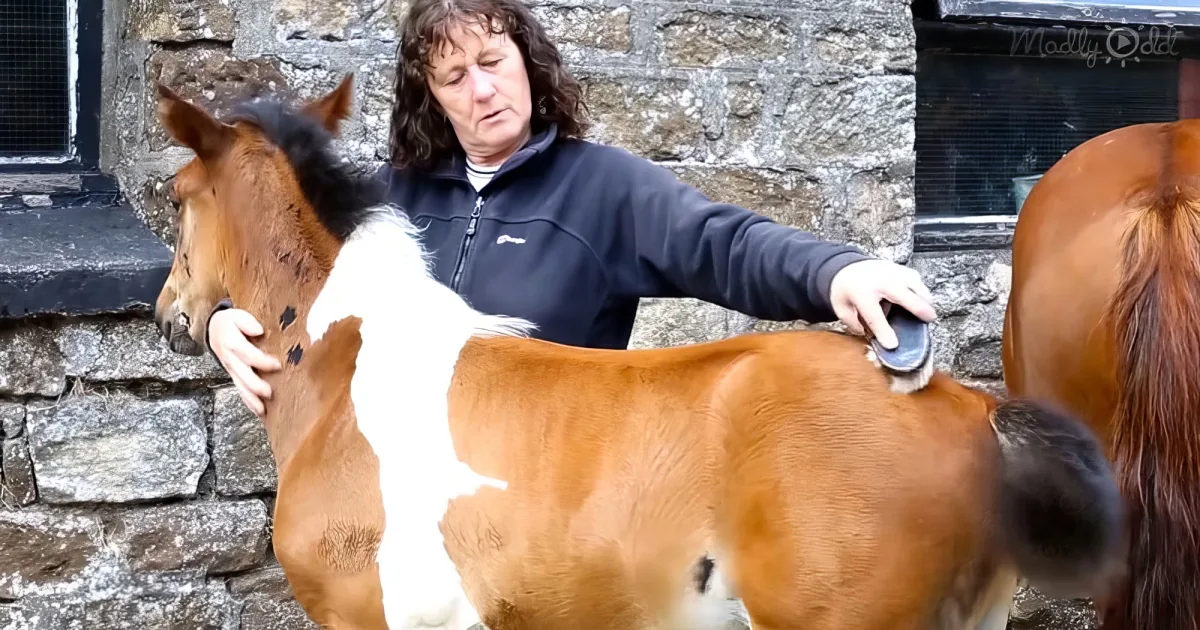 stallion born with perfect white horse "tattoo"