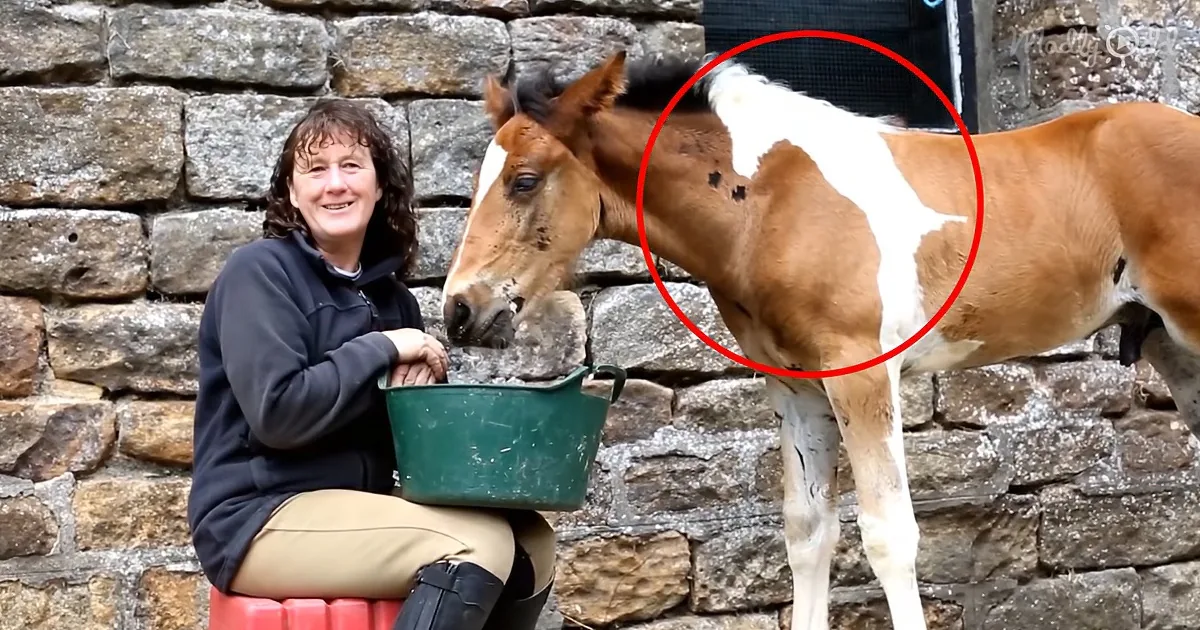 Rare, Young Stallion Born With Perfect White Horse ''Tattoo'' on His Mane