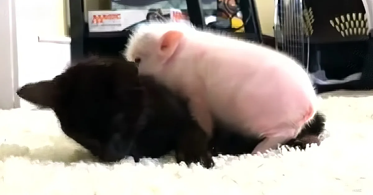 Orphaned piglet with kitten bestie