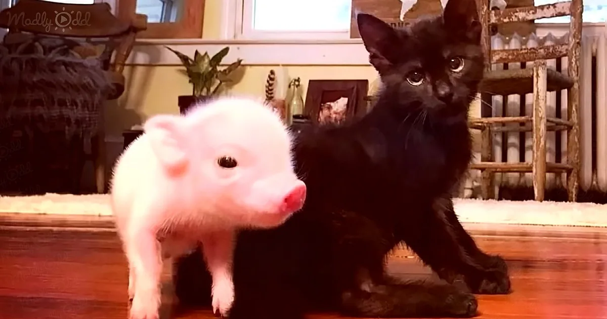Orphaned Piglet Named 'Batman' Rushes to the Rescue When Kitten Bestie Is in Pain