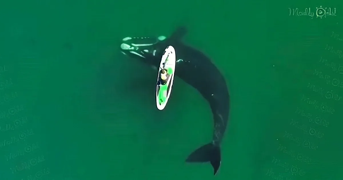 Woman on Paddleboard Gets a Gentle Nudge From a Friendly Giant Whale